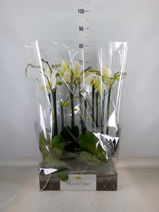 <h4>Phalaenopsis   ...white</h4>