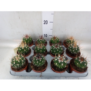 Cactus   ...