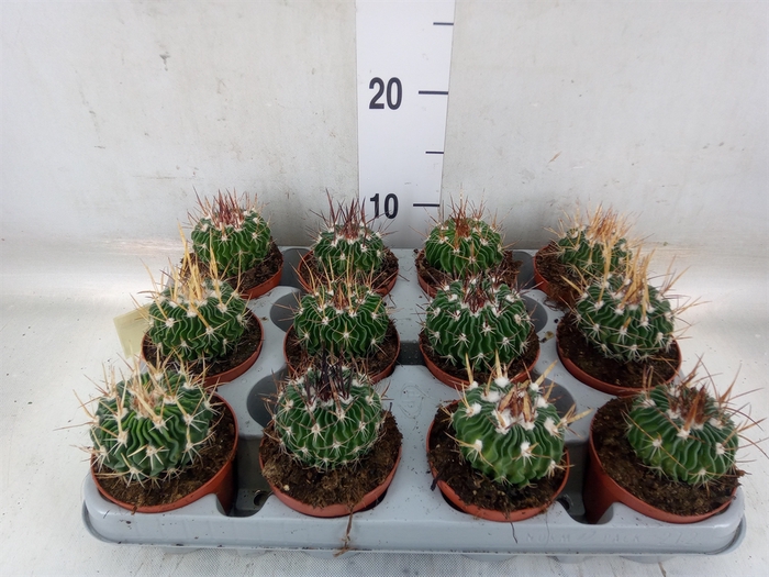 <h4>Cactus   ...</h4>