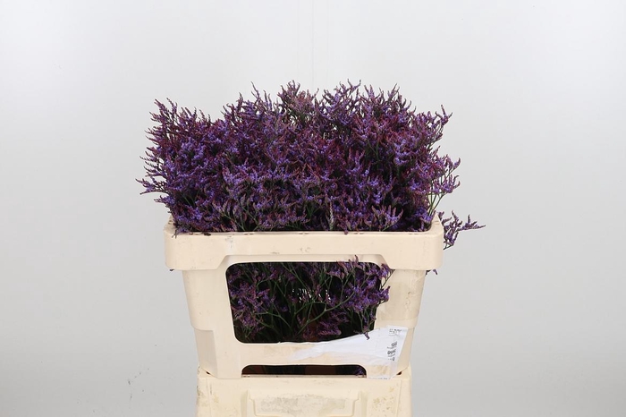 <h4>Lim Saf Dark Blue</h4>