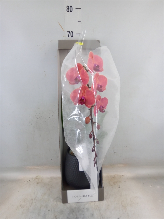 <h4>Phalaenopsis   ...orange</h4>