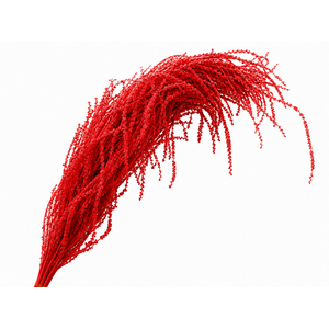 Dried Bleached Amaranthus Caudatus Red