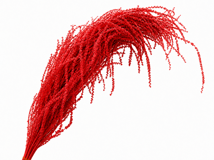<h4>Dried Bleached Amaranthus Caudatus Red</h4>