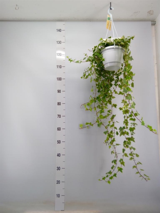 <h4>Hedera helix 'Eva'</h4>