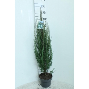 Juniperus scopulorum 'Blue Arrow' P23 potgekweekt