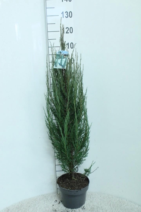 <h4>Juniperus scopulorum 'Blue Arrow' P23 potgekweekt</h4>