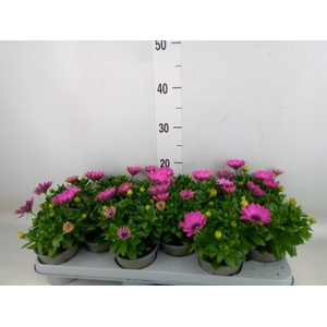 Osteospermum  'Margarita Lilac'