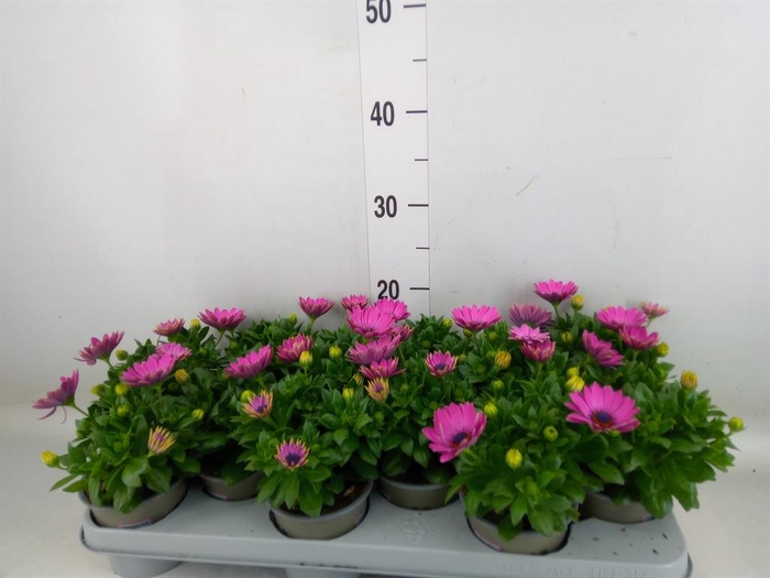 <h4>Osteospermum  'Margarita Lilac'</h4>