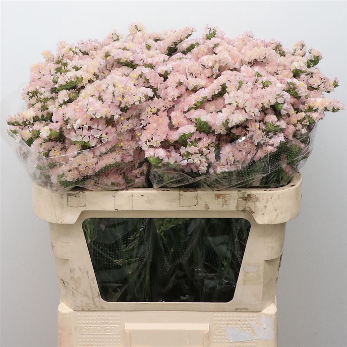 <h4>Limonium St Apricot Sun Birds X50</h4>