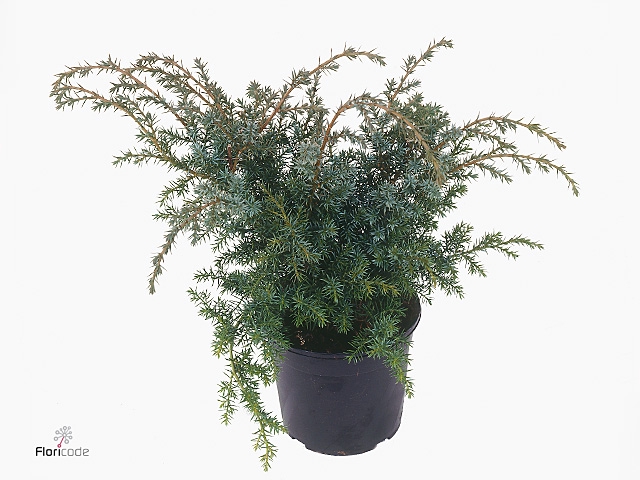 Juniperus chinensis 'Blue Alps'