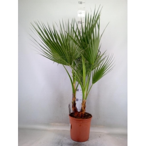 Washingtonia filifera