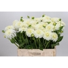 Dahlia Snow Cap