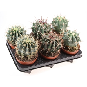 Ferocactus mix