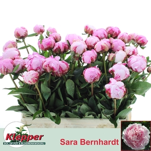 PAEO L SARA BERNHARD