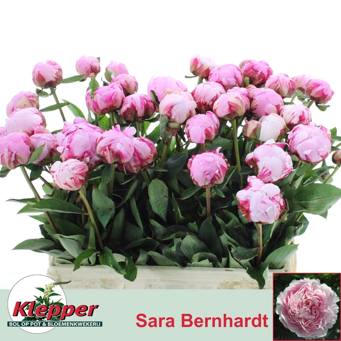 <h4>PAEO L SARA BERNHARD</h4>