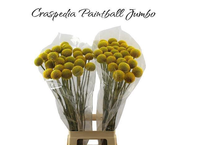 <h4>CRAS PAINTBALL JUMBO</h4>