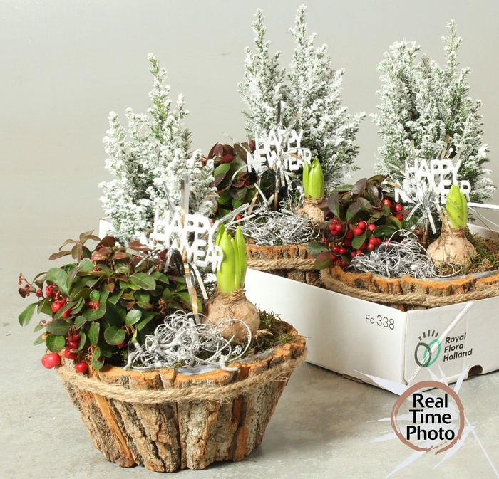 <h4>ARR TUINPLANTEN</h4>