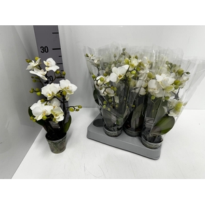 Phalaenopsis MF Sandra 7Ø 25cm 4st 18fl