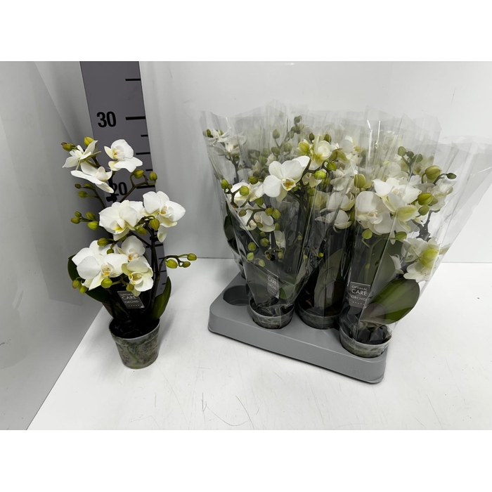 <h4>Phalaenopsis MF Sandra 7Ø 25cm 4st 18fl</h4>