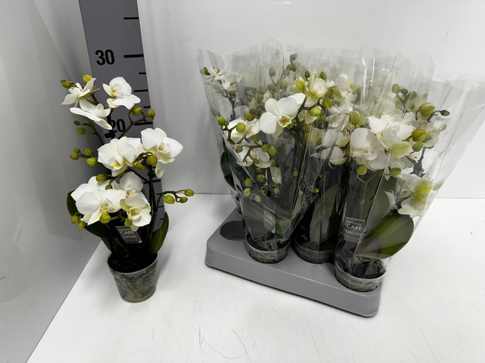 Phalaenopsis MF Sandra 7Ø 25cm 4st 18fl