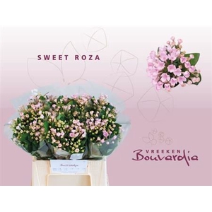 BOU EN SWEET ROZA