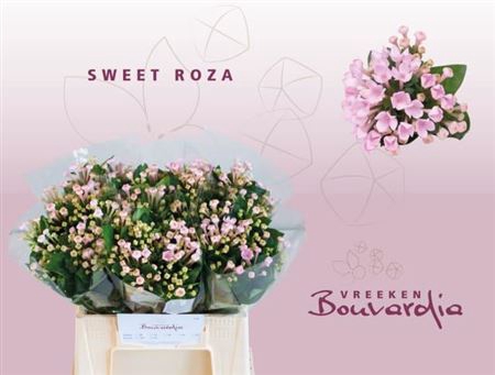 BOU EN SWEET ROZA