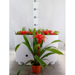 Guzmania  'Confetti'