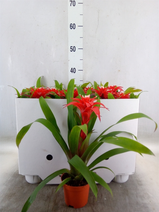 <h4>Guzmania  'Confetti'</h4>