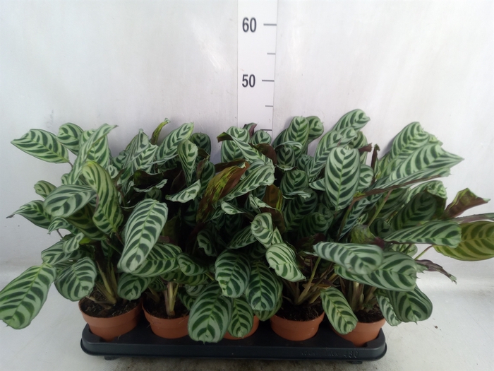 <h4>Ctenanthe burle-marxii</h4>