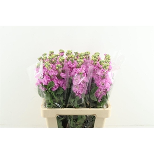 Matth. Iron Pink 60cm