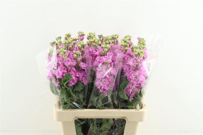 <h4>Matth. Iron Pink 60cm</h4>