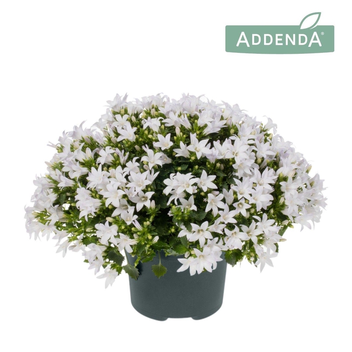 <h4>Campanula Ambella® Intense White</h4>