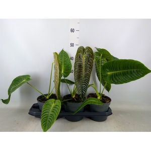 Anthurium crass. 'Karma Botanic'