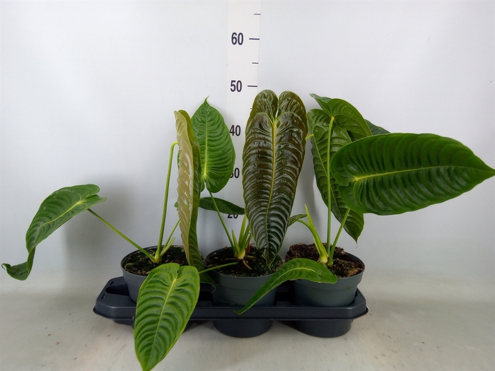 <h4>Anthurium crass. 'Karma Botanic'</h4>