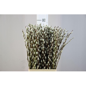 Salix Wilgenkatjes Naturel 70