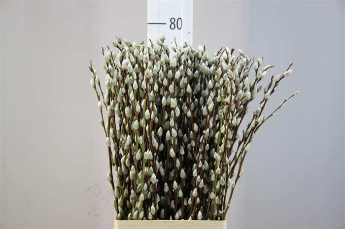 <h4>Salix Wilgenkatjes Naturel 70</h4>