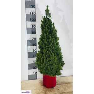 PICEA AB CONICA