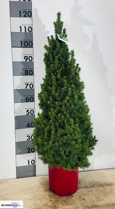 <h4>PICEA AB CONICA</h4>
