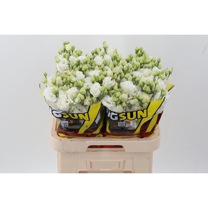 Eus G Alissa Pur Whi