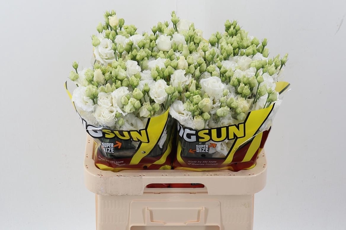 <h4>Eus G Alissa Pur Whi</h4>