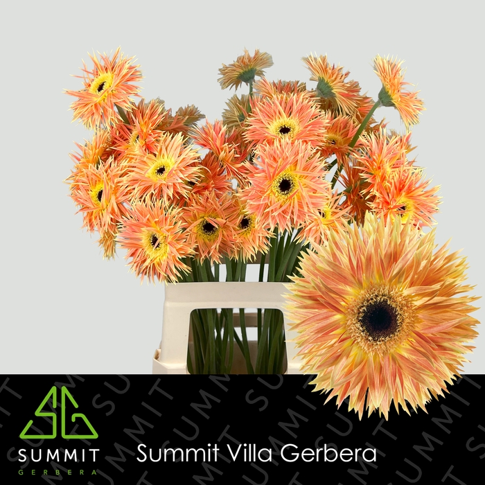 <h4>Gerbera Spider Anacleto Water x40</h4>