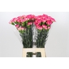 Dianthus St Spritz