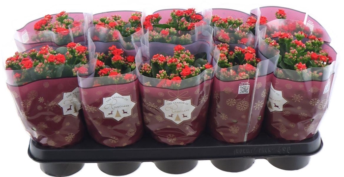 <h4>Kal Ge Rf Noelle</h4>