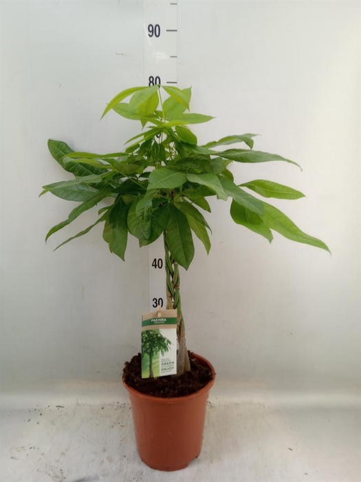 <h4>Pachira aquatica</h4>