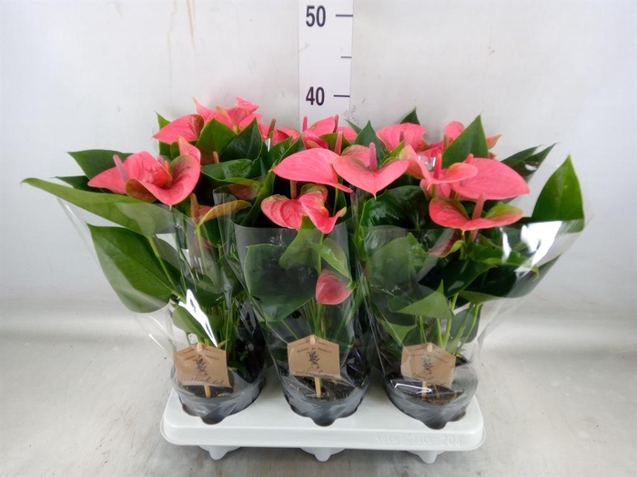 <h4>Anthurium andr. 'Sweet Dream'</h4>