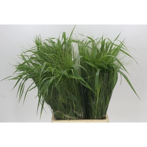 Panicum Fountain