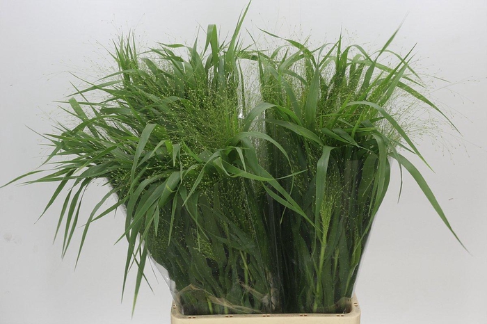<h4>Panicum Fountain</h4>