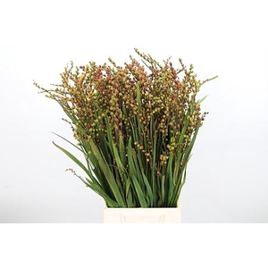 CROCOSMIA KLBL MET BES