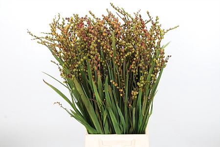 CROCOSMIA KLBL MET BES