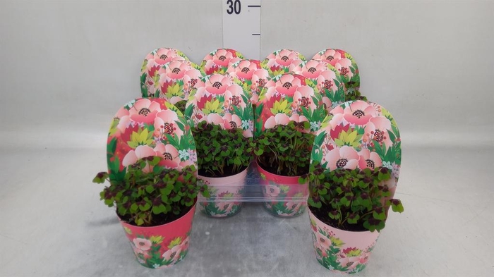 <h4>Oxalis deppei</h4>